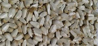 oil-seeds-safflower-seeds